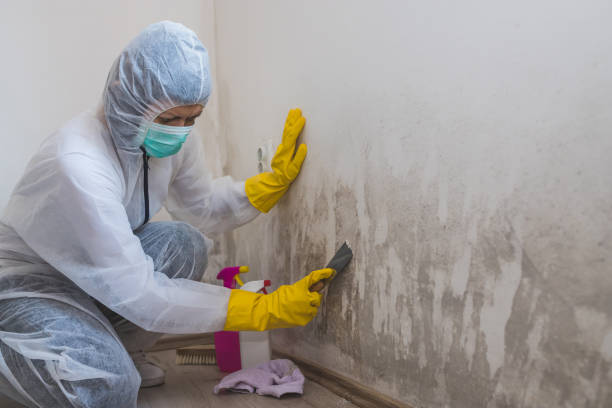 Best Attic Mold Removal  in Salt Creek Commons, IN