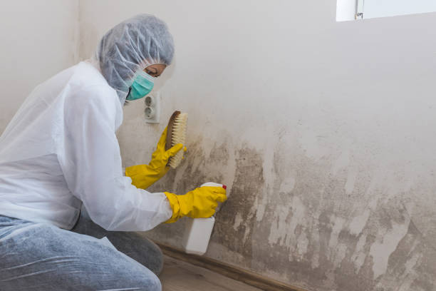 Best Toxic Mold Removal  in Salt Creek Commons, IN