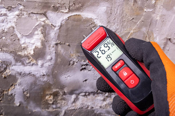 Best Fast Mold Removal  in Salt Creek Commons, IN