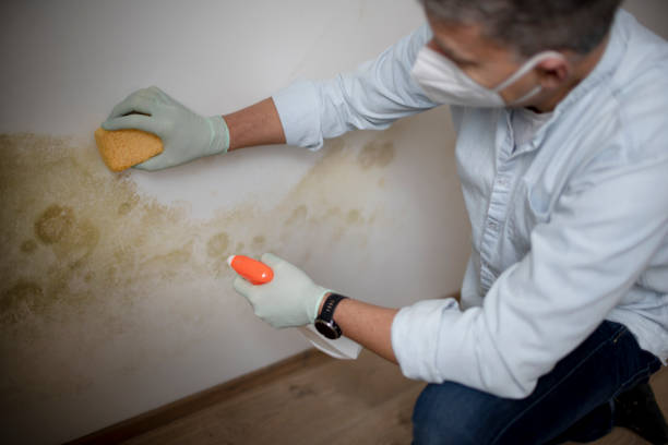 Best Mold Testing  in Salt Creek Commons, IN