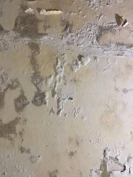 Best Certified Mold Removal  in Salt Creek Commons, IN