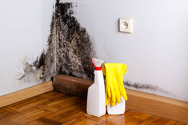 Best Commercial Mold Removal  in Salt Creek Commons, IN